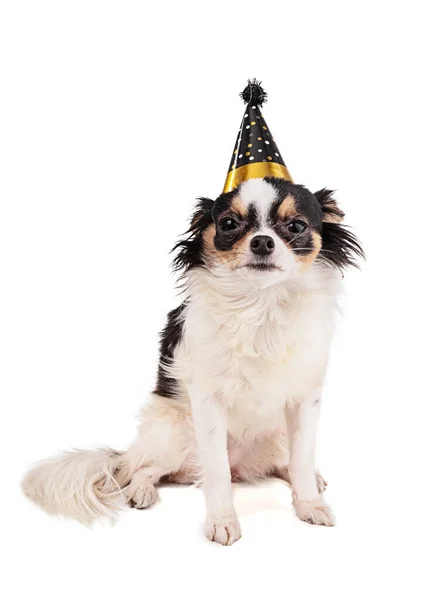 Chihuahua Avec Chapeau Fête Sur Fond Blanc — Photo