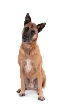 Beyaz arka planda oturan Belçikalı çoban