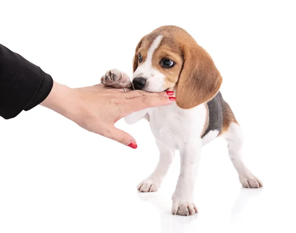 Filhote Cachorro Cão Beagle Mastigar Uma Mão Fundo Branco — Fotografia de Stock