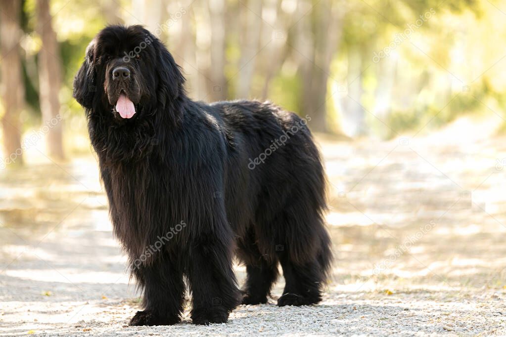 Black Newfoundland Dog standing in the wild