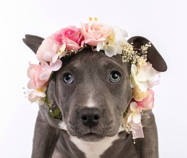 Beyaz arka planda çiçek çelengi olan yavru Amerikan Stadyumu Teriyeri.