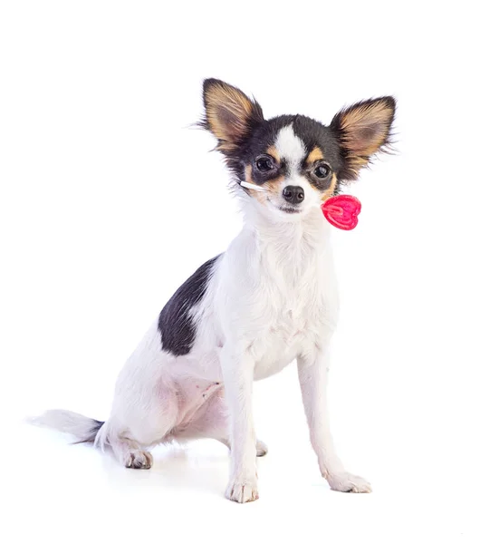 Jonge Chihuahua Met Een Rode Hartvormige Lolly Een Witte Achtergrond — Stockfoto
