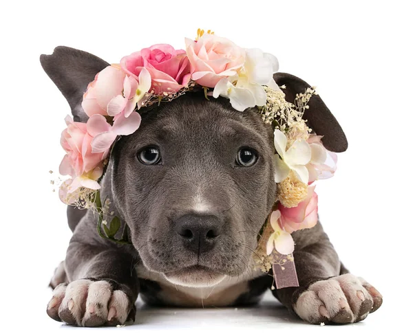 白い背景に花の花輪を持つ子犬アメリカの手頃な価格のシャーテリア — ストック写真