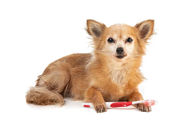 Chihuahua Czerwoną Szczoteczką Zębów Ustach Białym Tle — Zdjęcie stockowe