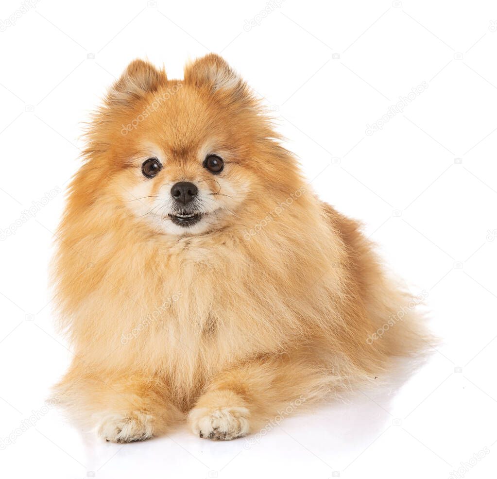 young dog loulou of Pomerania spitz on the white background 