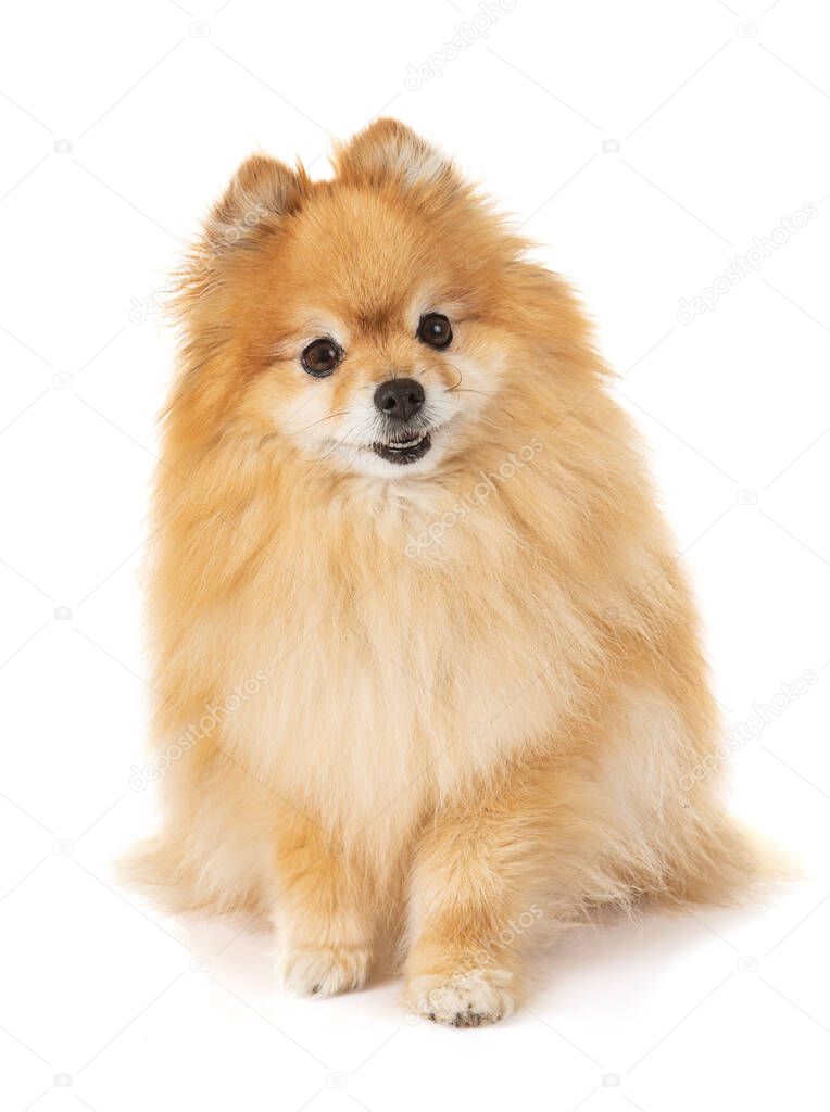 young dog loulou of Pomerania spitz on the white background 