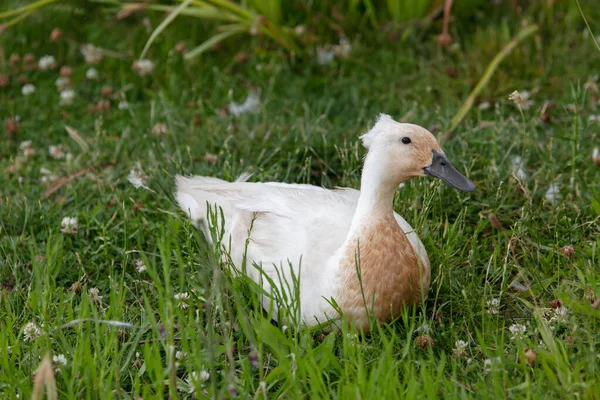 Pato Doméstico Com Borla Grama Anas Platyrhynchos — Fotografia de Stock