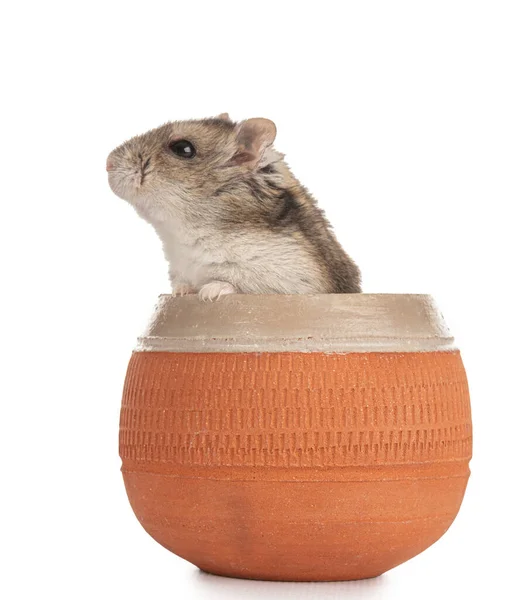 Porträt Eines Grauen Hamsters Einer Steingutschale Auf Weißem Hintergrund — Stockfoto