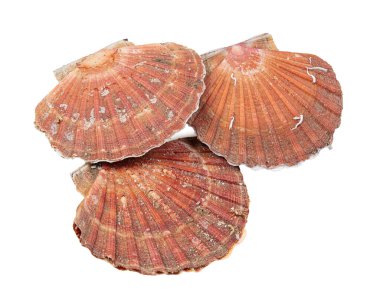 Beyaz arka planda kesilmiş üç taze deniz tarağı.