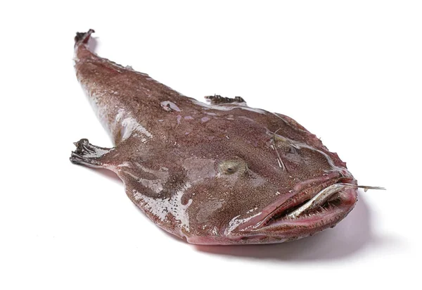 Monkfish Egy Hal Szájban Fehér Háttér — Stock Fotó