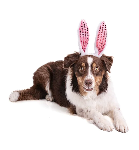 Joven Perro Pastor Austriaco Con Orejas Conejo Rosa Sobre Fondo — Foto de Stock