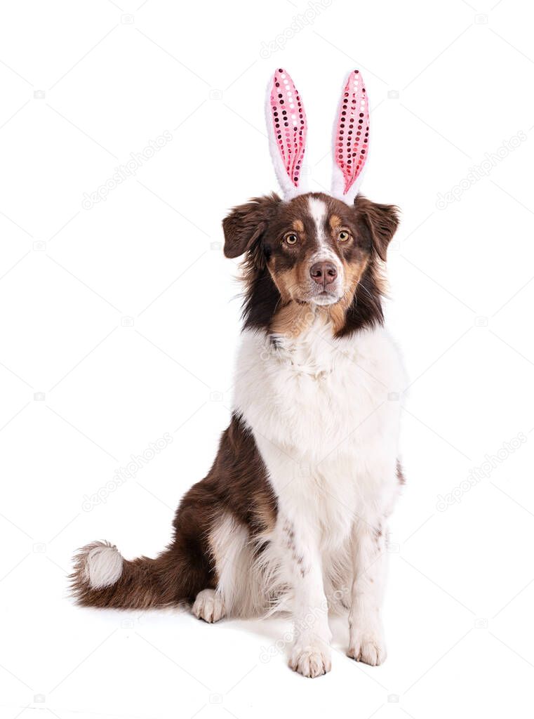 Young Austalian sheepdog with pink rabbit ears on white background