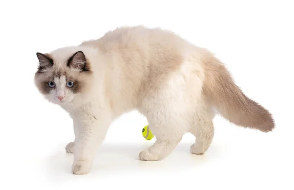 Kucing Muda Berusia Enam Bulan Dengan Bola Latar Belakang Putih — Stok Foto