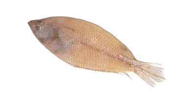 Taze balık, beyaz arkaplanda hafifçe