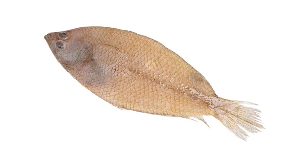 Fresh Fish Dab White Background — Stock Photo, Image