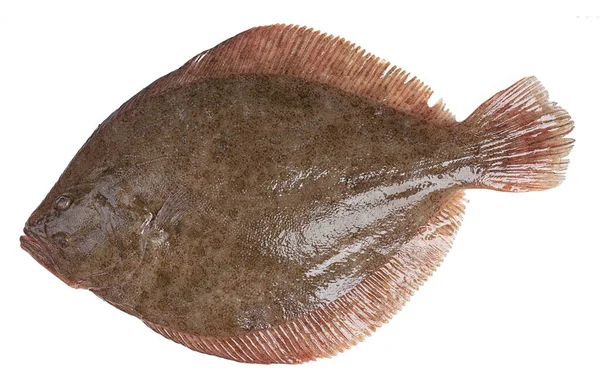 Рыба Камбала Тюрбо Белом Фоне — стоковое фото
