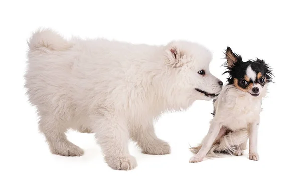 Retratos Filhote Cachorro Chihuahua Fundo Branco — Fotografia de Stock