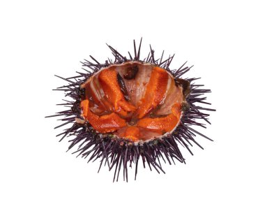 Beyaz arka planda yarı açık deniz kestanesi