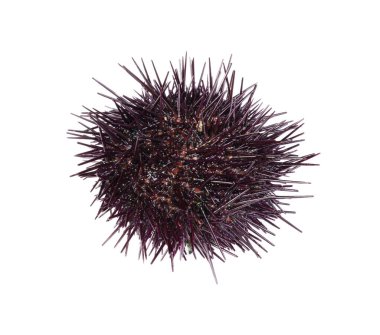 Beyaz arka planda taze deniz kestanesi