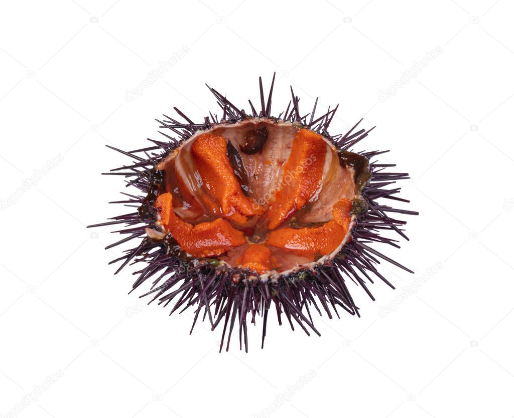 half open sea urchin on white background
