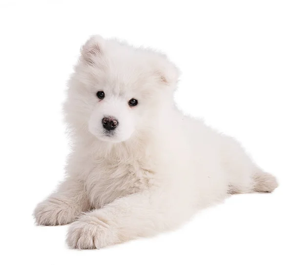 Portret Van Een Smaoyed Puppy Een Witte Achtergrond — Stockfoto