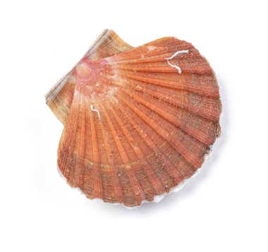 Beyaz arka planda taze ve tek bir deniz tarağı.