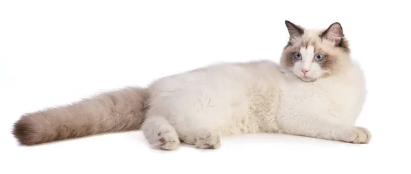 嘘をつく若いラグドール猫6ヶ月白を背景に — ストック写真