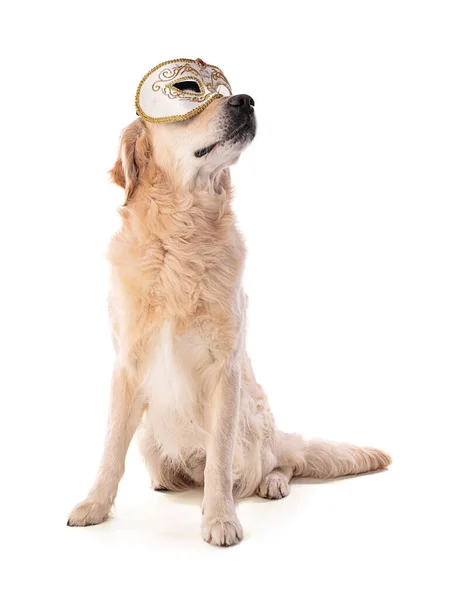 Золотистая Собака Ретривер Венецианской Маской Белом Фоне — стоковое фото