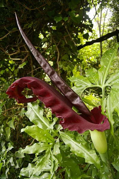 Büyük kokulu çiçek Arum Serpentaire / Dracunculus vulgaris 