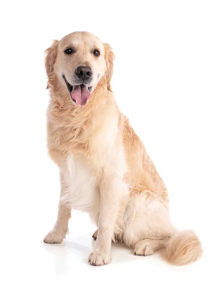 Golden retriever köpeği beyaz arka planda ileriye bakıyor.