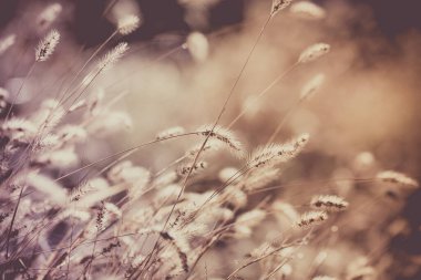 Çimenlerle kaplanmış (Pennisetum alopecuroides) ve akarsulara sivri uçlu kazıklar.