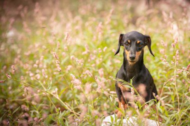 Doğadaki çimlerde küçük bir dachshund.