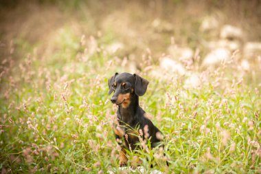 Doğadaki çimlerde küçük bir dachshund.