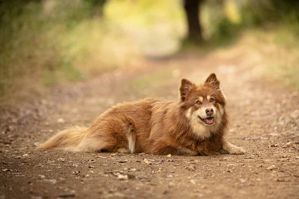 Lapponian Herder Lying Free Nature — Stock Photo, Image