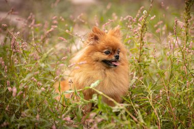 Doğadaki bitkilerin arasında Pomeranian köpeği