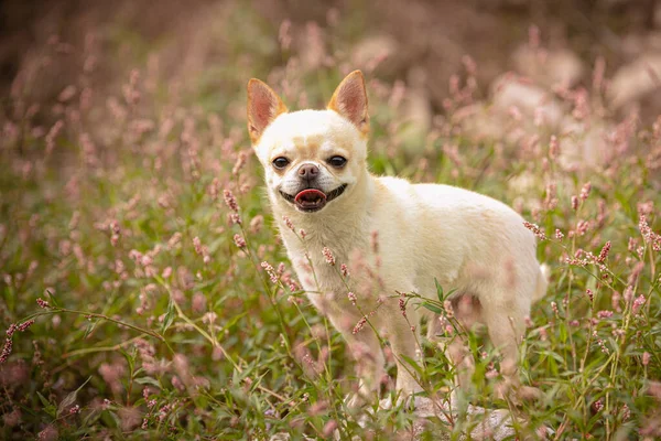 Chihuahua Branco Nas Ervas Natureza — Fotografia de Stock