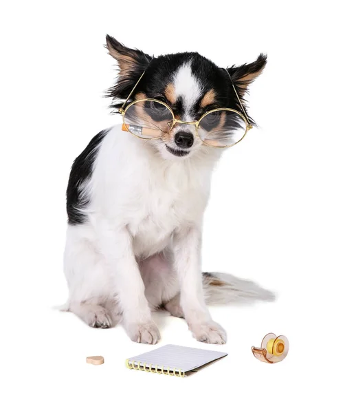 Chihuahua Ołówkiem Ustach Białym Tle — Zdjęcie stockowe