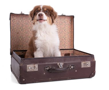 Beyaz arka planda bavulu olan Avustralya Çoban Köpeği.