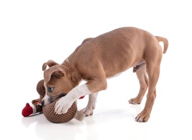  Beyaz arka planda 3 aylık Amerikan Staffordshire Terrier köpeği.