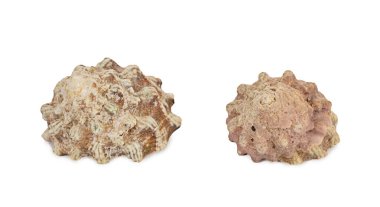 Sahilde beyaz bir arka planda küçük bir kabuk bulundu.