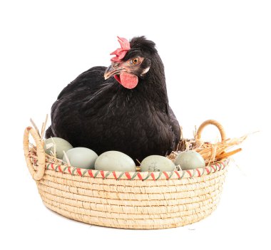 Hasır sepette siyah tavuk, beyaz arka planda yumurtalar.