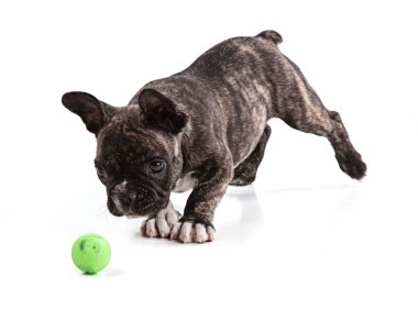 Beyaz arka planda top ile Fransız buldog köpek yavrusu ödeme