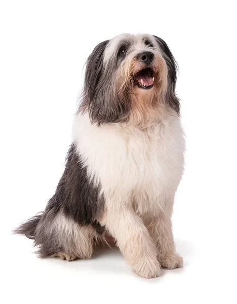 Polonya Ovası Çoban Köpeği beyaz arka planda oturuyor