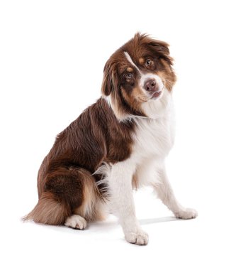 Genç Avustralyalı çoban köpeği beyaz arka planda oturuyor