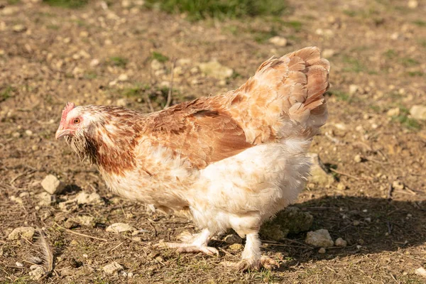 Bir tarlada özgürce dolaşan tavuklar.