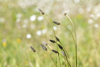 İlkbaharda tarlada bitki yetiştirmek