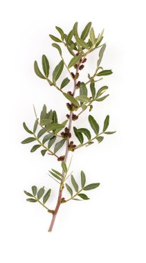 Pistachio ağacı (Pistacia mercimeği) Güney Fransa 'nın çalılıklarında çiçek açtı