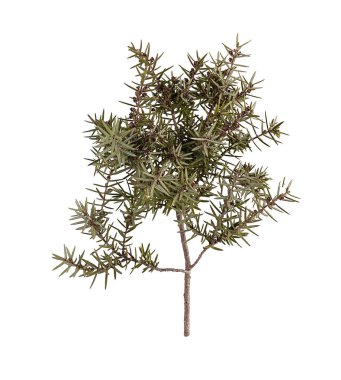 Beyaz arkaplanda ardıç dalı (Juniperus oxycedrus)