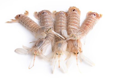 beyaz arkaplanda kabuklu kadırgalar (squilla mantid)