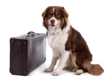 Beyaz arka planda genç Austalian çoban köpeği